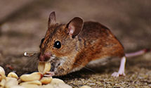 24 Hour & Emergency Exterminators in Wright City, MO